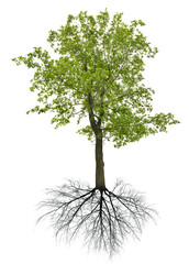 summer dark green linden tree with root