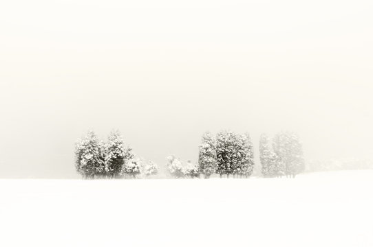 Fototapeta winter landscape with snowy trees