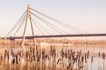 Dry Reeds with flowers close to the Dnieper river at the end of winter. Kiev's Moskovsky bridge in the background © Maxal Tamor
