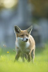Fototapeta premium Red fox - Vulpes vulpes