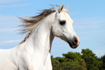 Fototapeta na wymiar Arabian stallion, wide horse