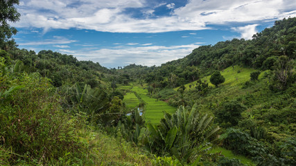 Ikalalao Jungle