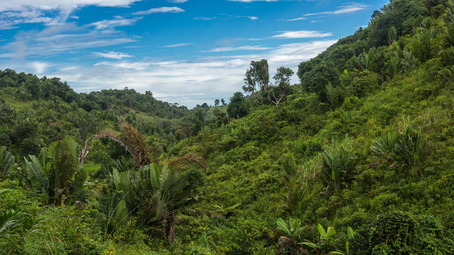 Ikalalao Jungle
