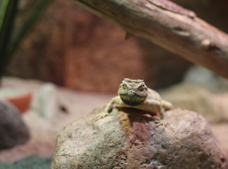 Savignys agama (Trapelus savignii) sitting on a stone watching the camera