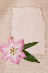 lily flower and  paper