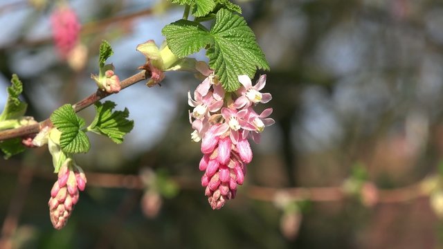Johannisbeerbl&uuml;te