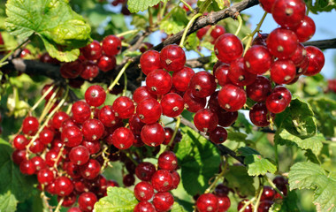 close-up of a  red currant