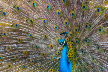 Obraz premium peacock with feathers out