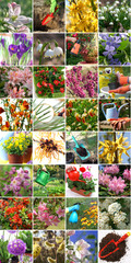 Spring in the garden - colorful collage © 7monarda