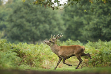Red deer - Cervus elaphus