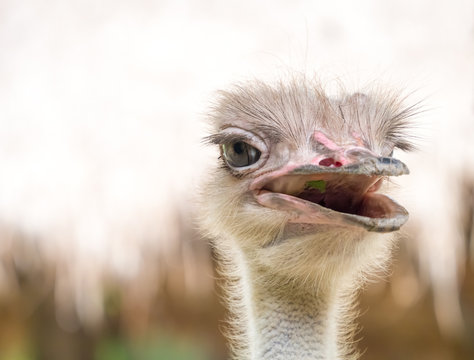 The open mouth ostrich