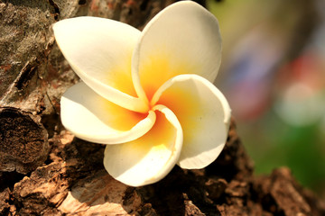 White frangipani flower on tree