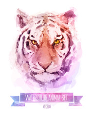 Vector set of watercolor illustrations. Cute tiger