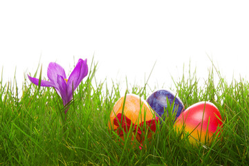Colorful easter eggs and purple crocus.
