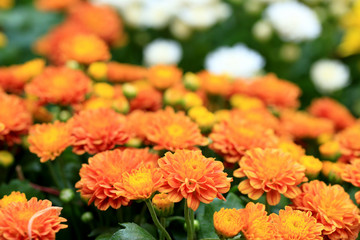 blurred flowers background