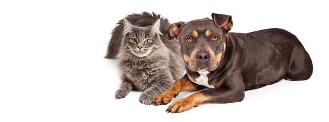 Dog and Cat Social Media Header