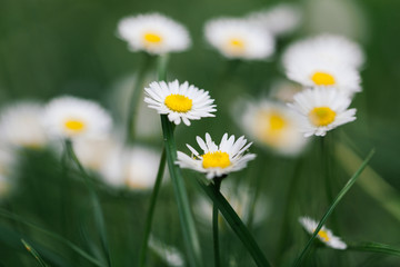 Fototapeta premium Wild Flowers in the Green Grass