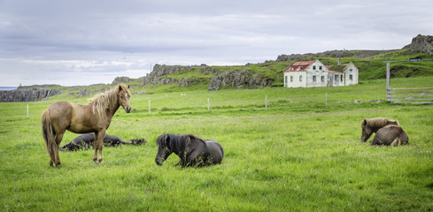 Icelandic Horse