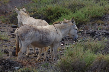 Naklejka na ściany i meble Esel auf Fuerteventura 1