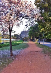 primavera no parque