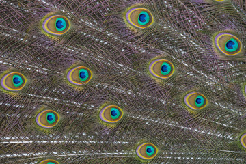 Obraz premium peacock feather
