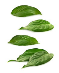 Group of green leaves on the white background