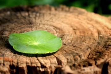 Green leaf on wood background.