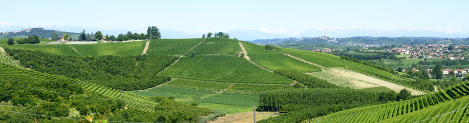 Fototapeta premium Summer landscape in Langhe (Italy)