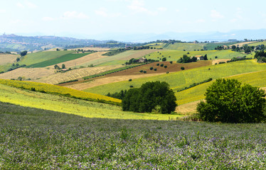 Summer landscape in Marches (Italy)