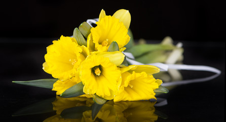 yellow daffodils on black background
