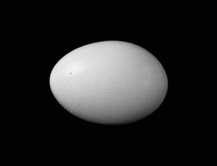 Single Egg Close-up Isolated on Black Background