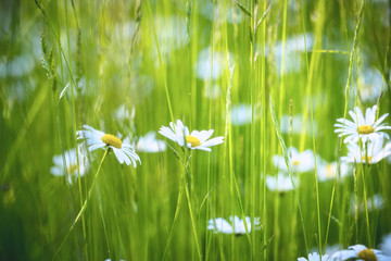 Gänseblümchen auf der Wiese © ohenze