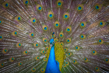 Obraz premium peacock with feathers out