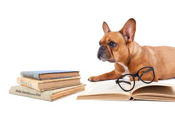 Hund mit Büchern und Lesebrille