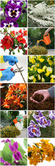 Spring in the garden - colorful collage