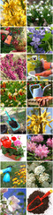 Spring in the garden - colorful collage