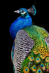 Tuinposter peacock on dark background © Vera Kuttelvaserova