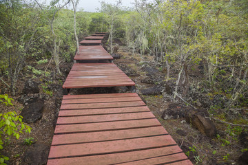 Wooden path Galapagos