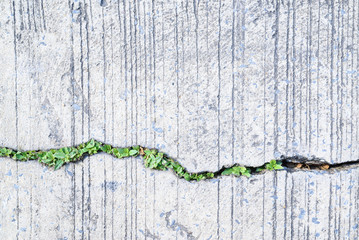 Tree growing on the crack concrete floor