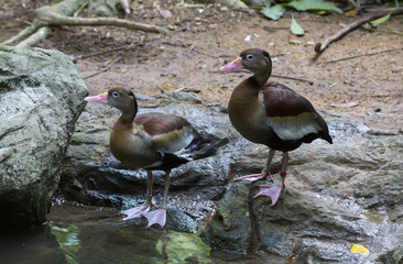 waterfowl in the wild near the water in the summer
