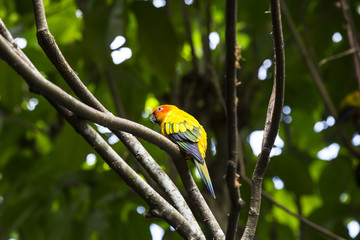 parrot sitting on a branch in nature close-up shot