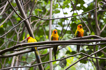 Obraz premium parrot sitting on a branch in nature close-up shot