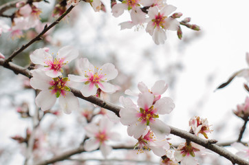Almond branch in bloom.