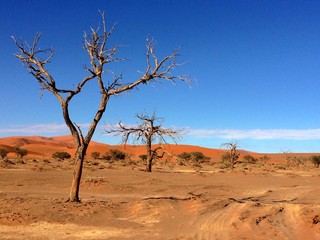 Fototapeta na wymiar Sossusvlei in Namibia, Africa