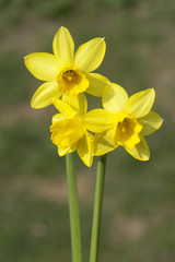 Narzisse; tete a tete; Narcissus; Osterglocke;