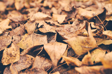 autumn leaves background