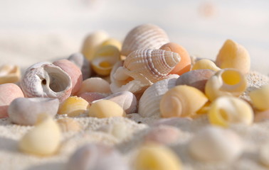 coquillages dans sable