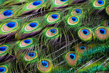 Obraz premium peacock feather