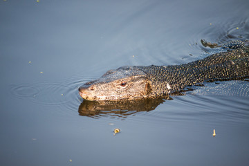 Water monitor