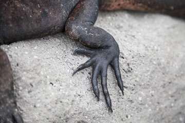 Claw iguana